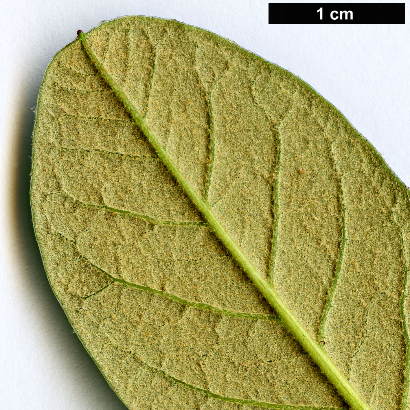 High resolution image: Family: Ericaceae - Genus: Rhododendron - Taxon: sanguineum - SpeciesSub: var. haemaleum